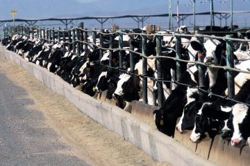 Bild eines Feedlots mit Kühen